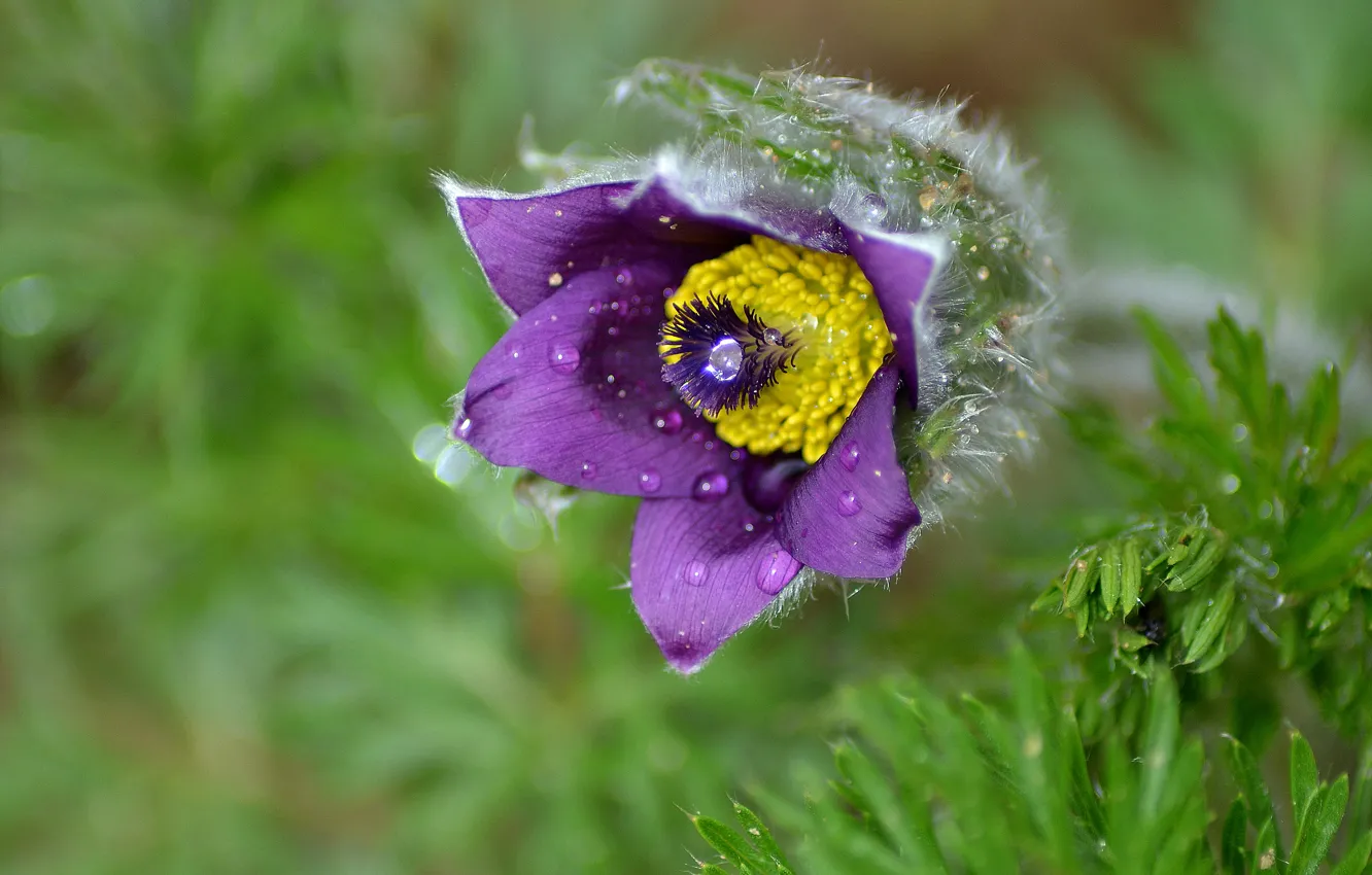 Photo wallpaper drops, macro, roses, sleep-grass, cross