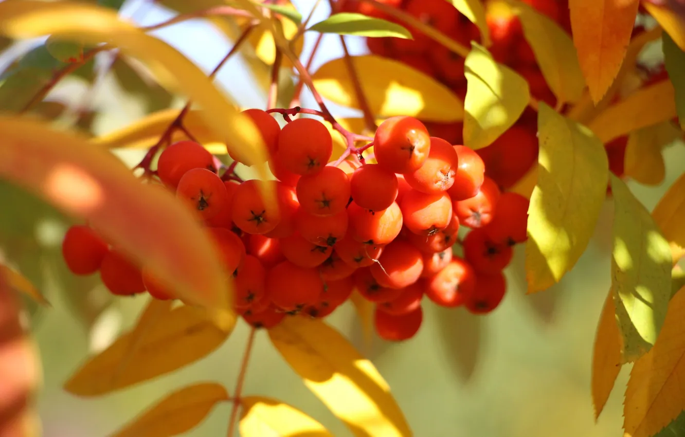 Photo wallpaper autumn, red, berries, Rowan