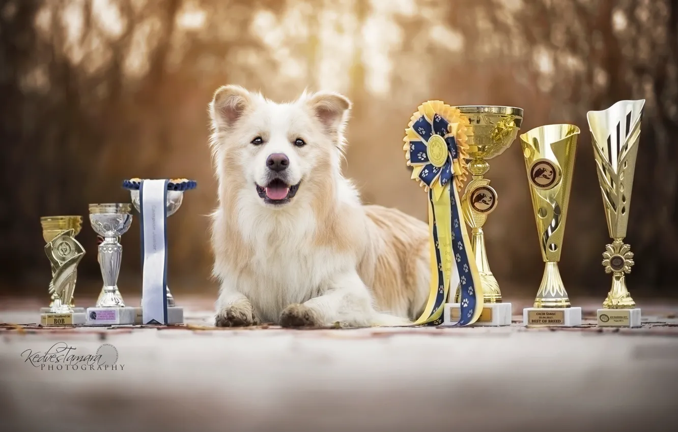 Photo wallpaper each, dog, Cup