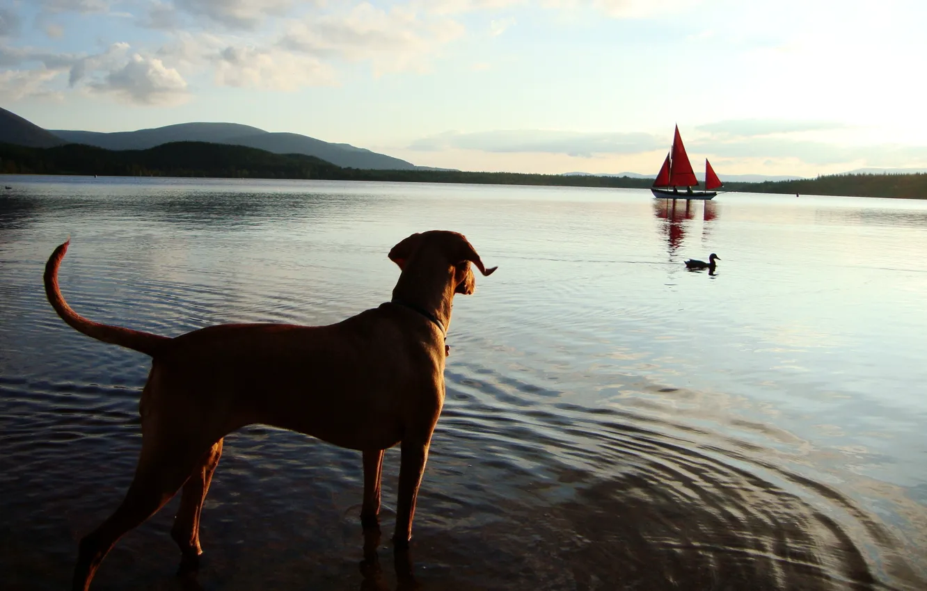 Photo wallpaper sea, shore, duck, dog