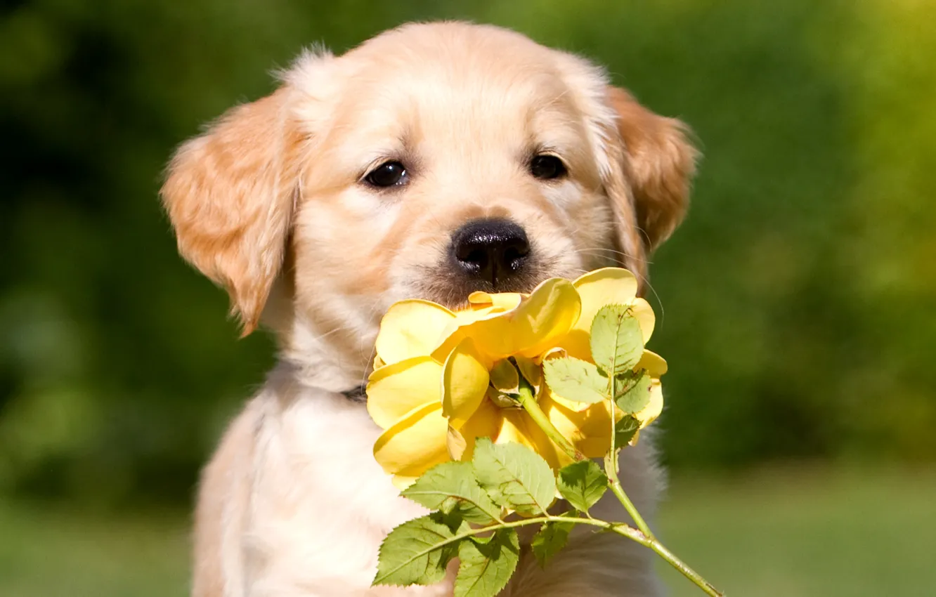 Photo wallpaper flower, rose, dog, puppy, color, yellow, beige