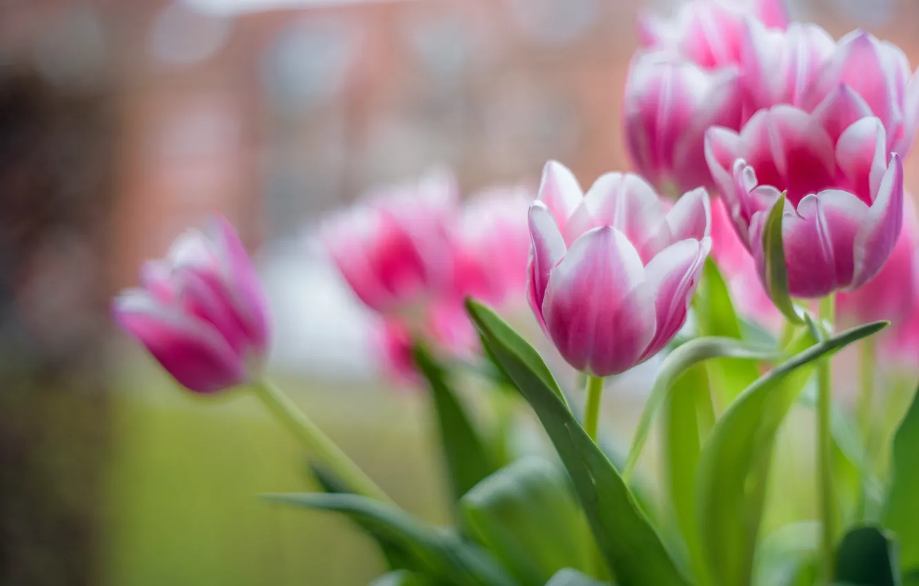 Photo wallpaper macro, pink, tulips
