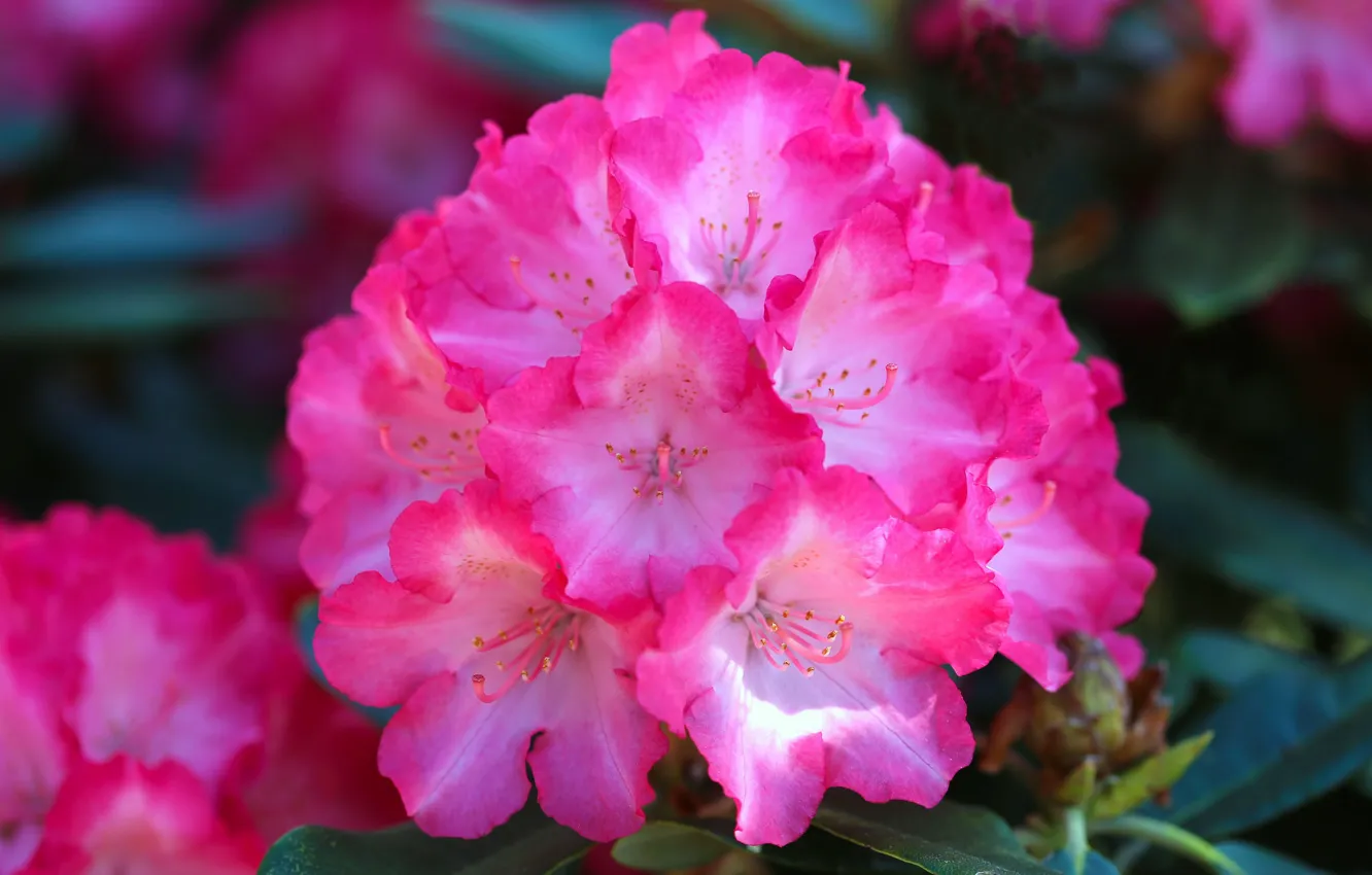 Photo wallpaper flowers, pink, flowering, Azalea