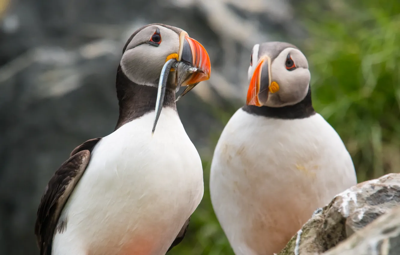 Photo wallpaper mountains, nature, bird, fish, pair, stalled