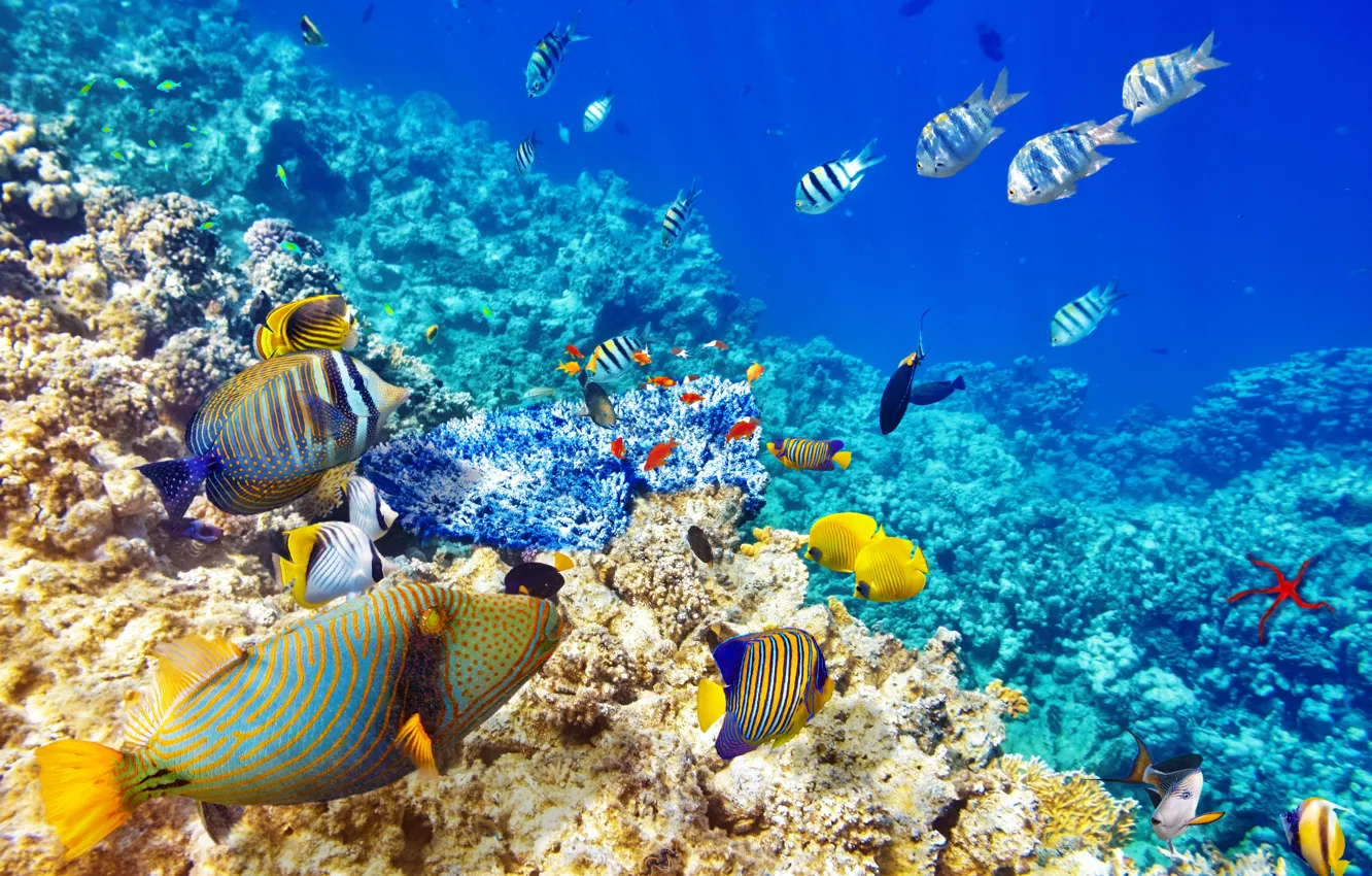 Photo wallpaper fish, the ocean, world, underwater world, underwater, ocean, fishes, tropical