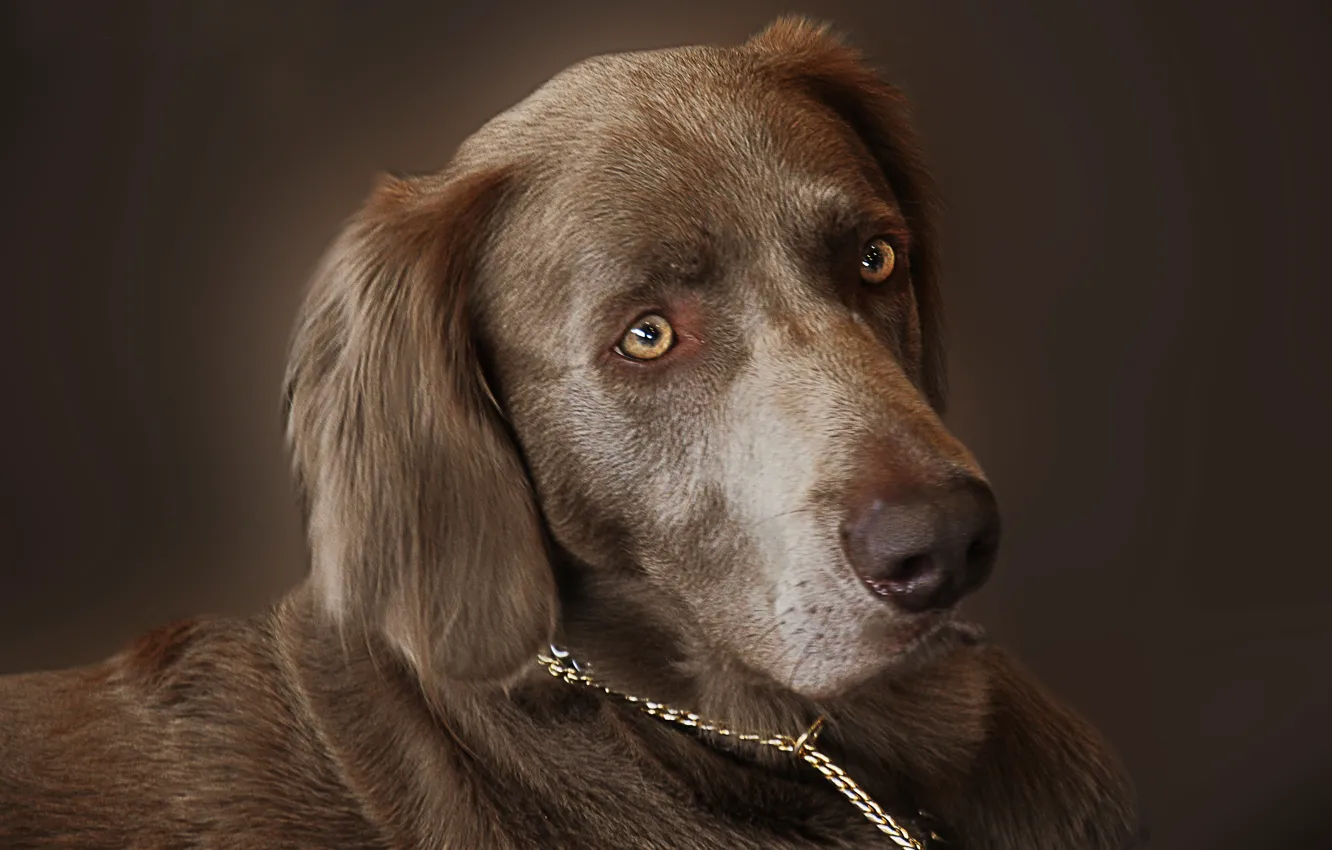 Photo wallpaper look, face, hunting dog, The Weimaraner