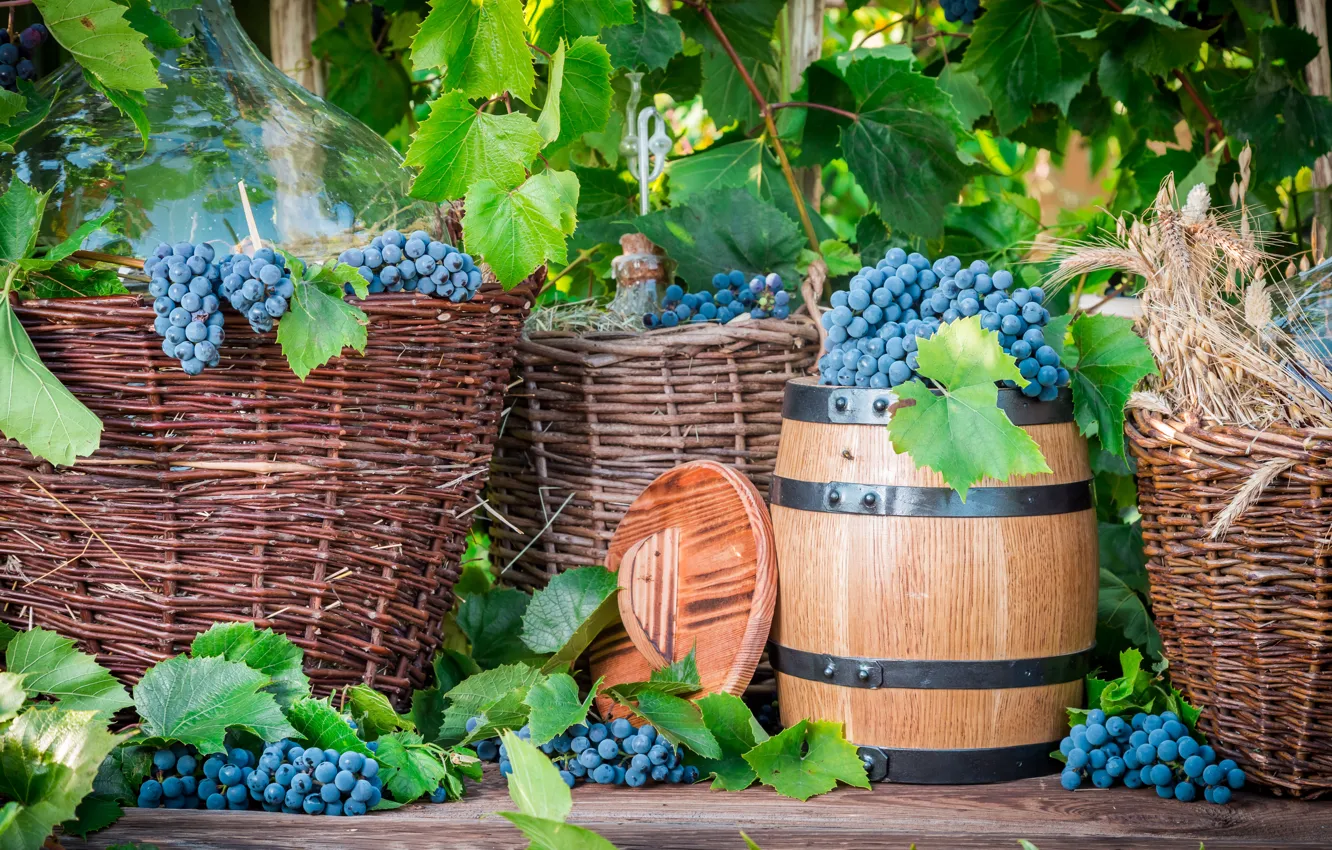 Photo wallpaper Grapes, stock, The harvest