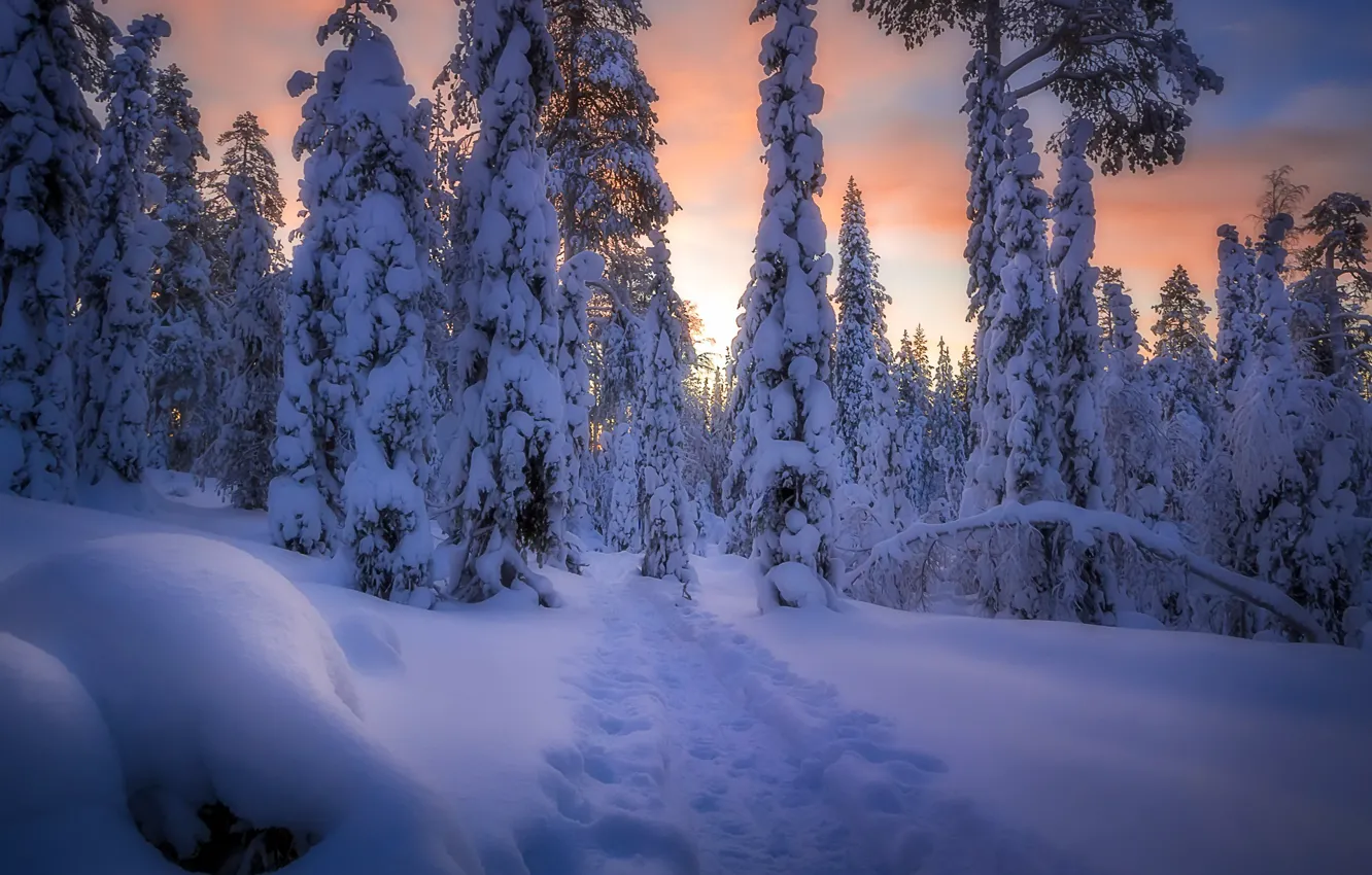 Photo wallpaper winter, forest, snow, sunset