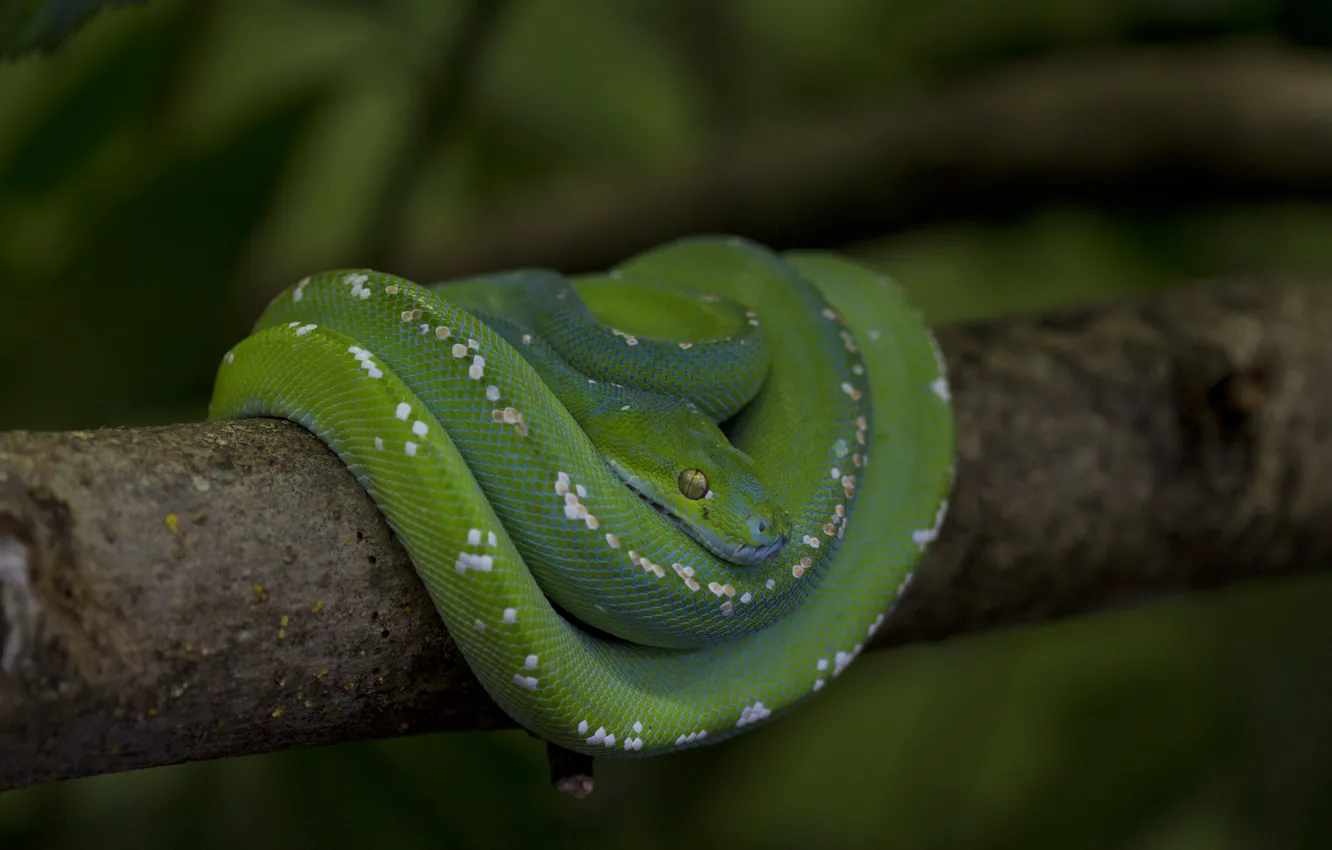 Photo wallpaper snake, branch, scales, Python, green