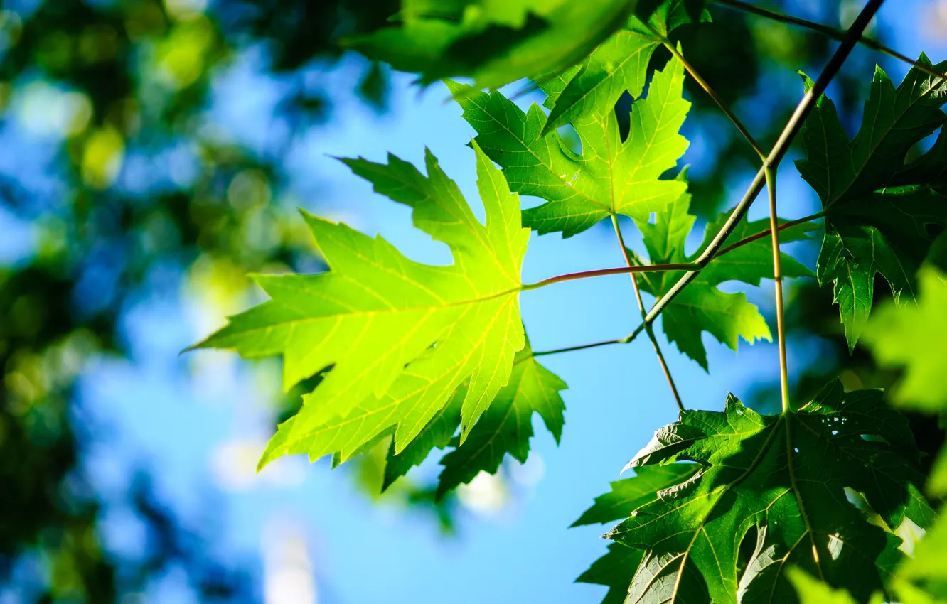 Photo wallpaper the sky, leaves, macro, maple