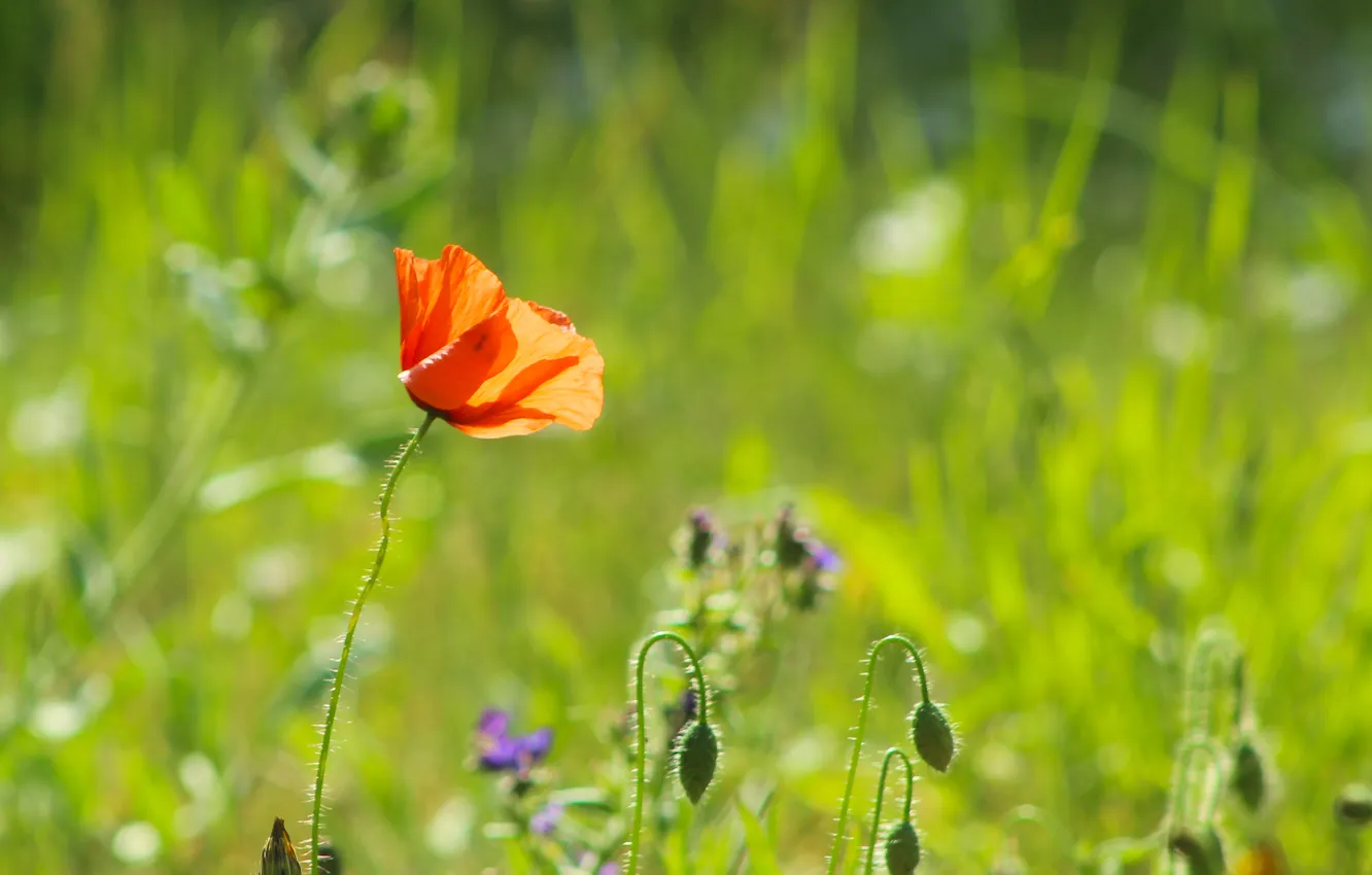 Photo wallpaper red, flower, poppy, meadow