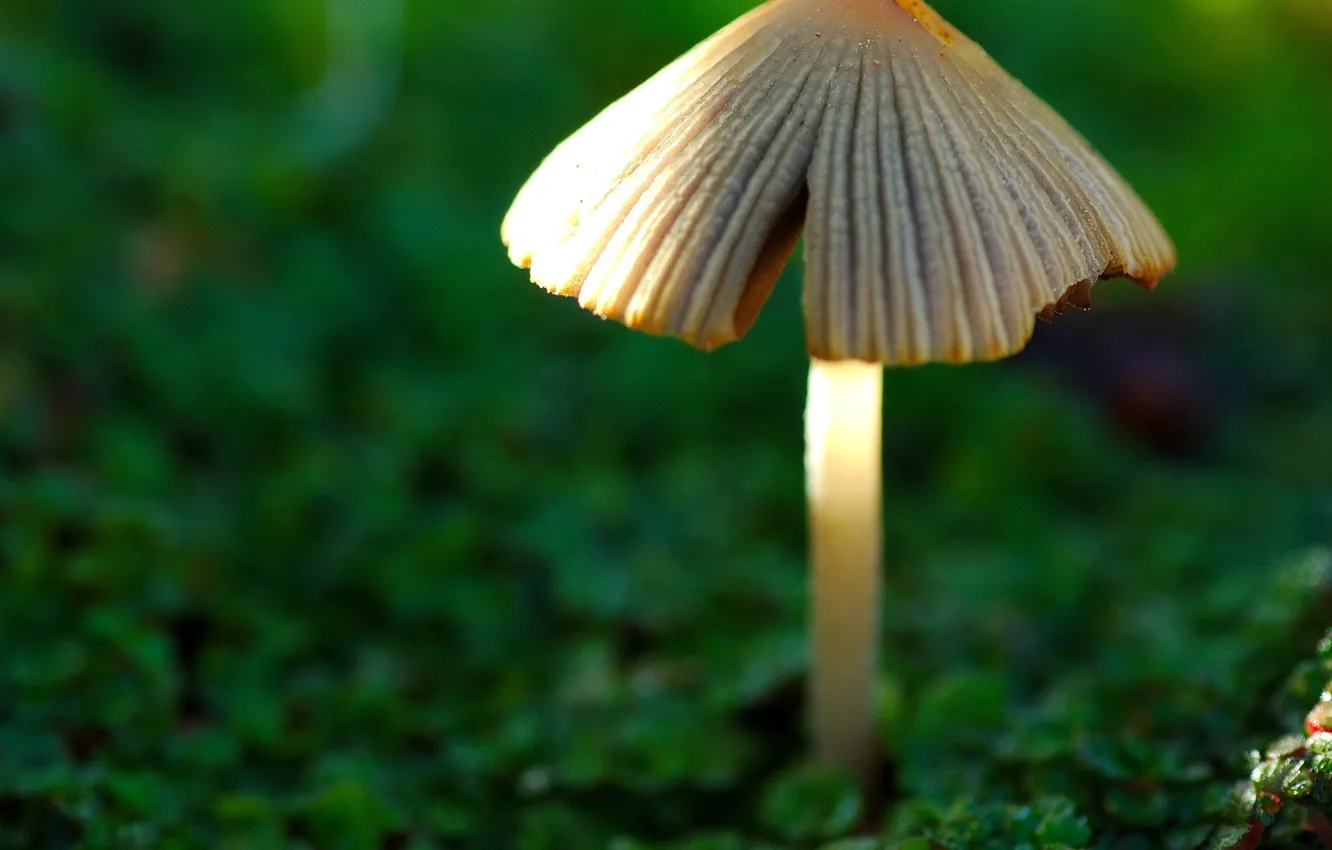Photo wallpaper green, Mushrooms