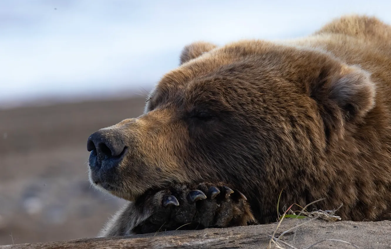 Photo wallpaper face, stay, paw, sleep, bear, claws, Grizzly, sleep