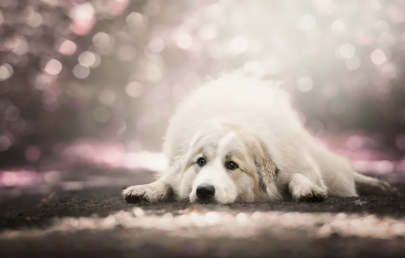 Photo wallpaper sadness, look, pose, background, dog, lies, white, bokeh