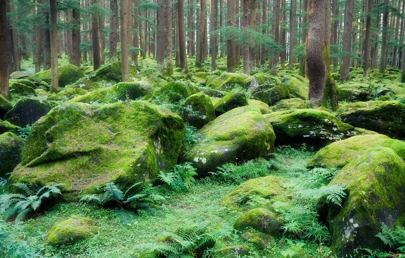 Photo wallpaper trees, stones, moss, India, reserve, Manali