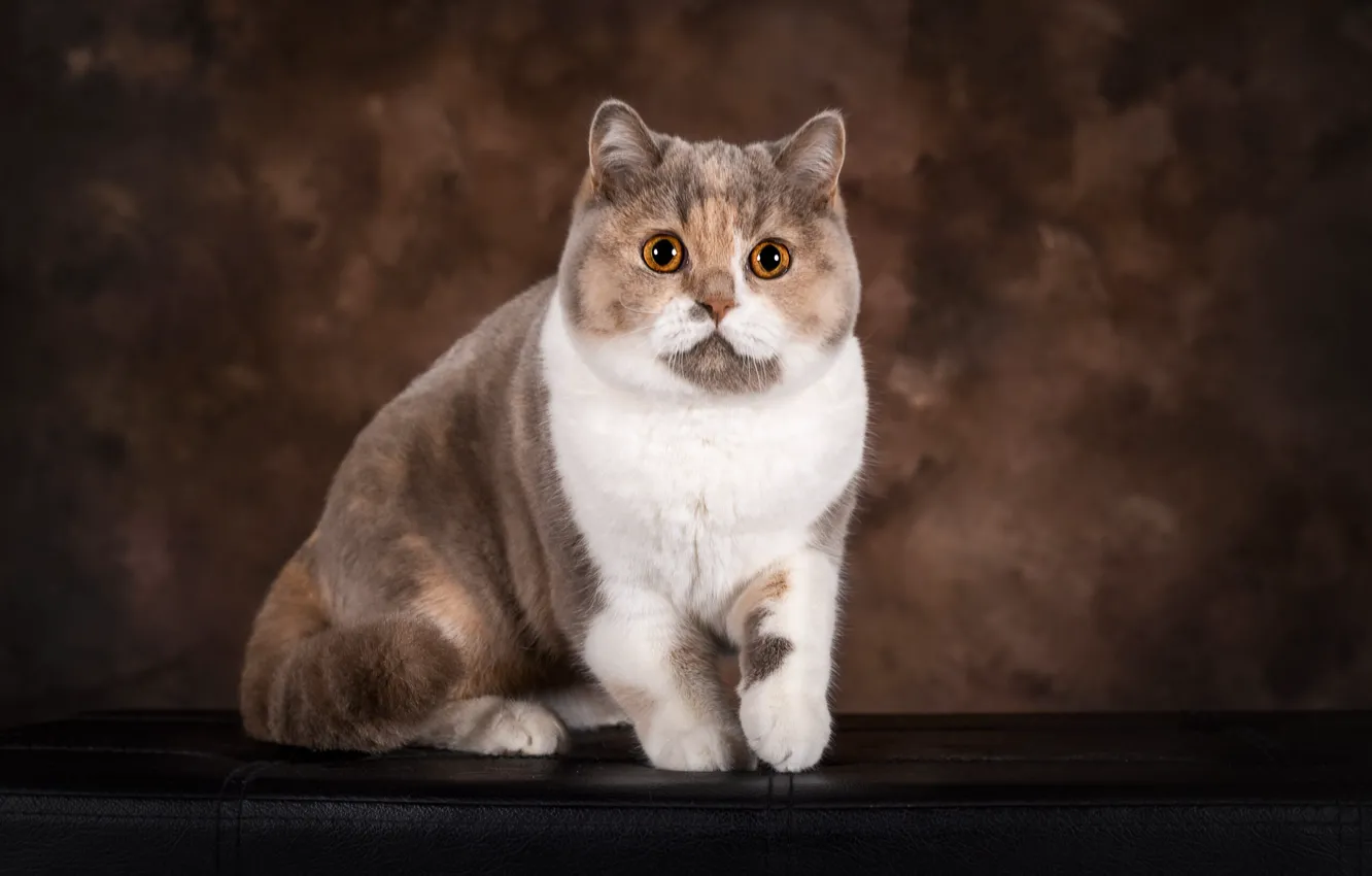 Photo wallpaper cat, cat, look, pose, face