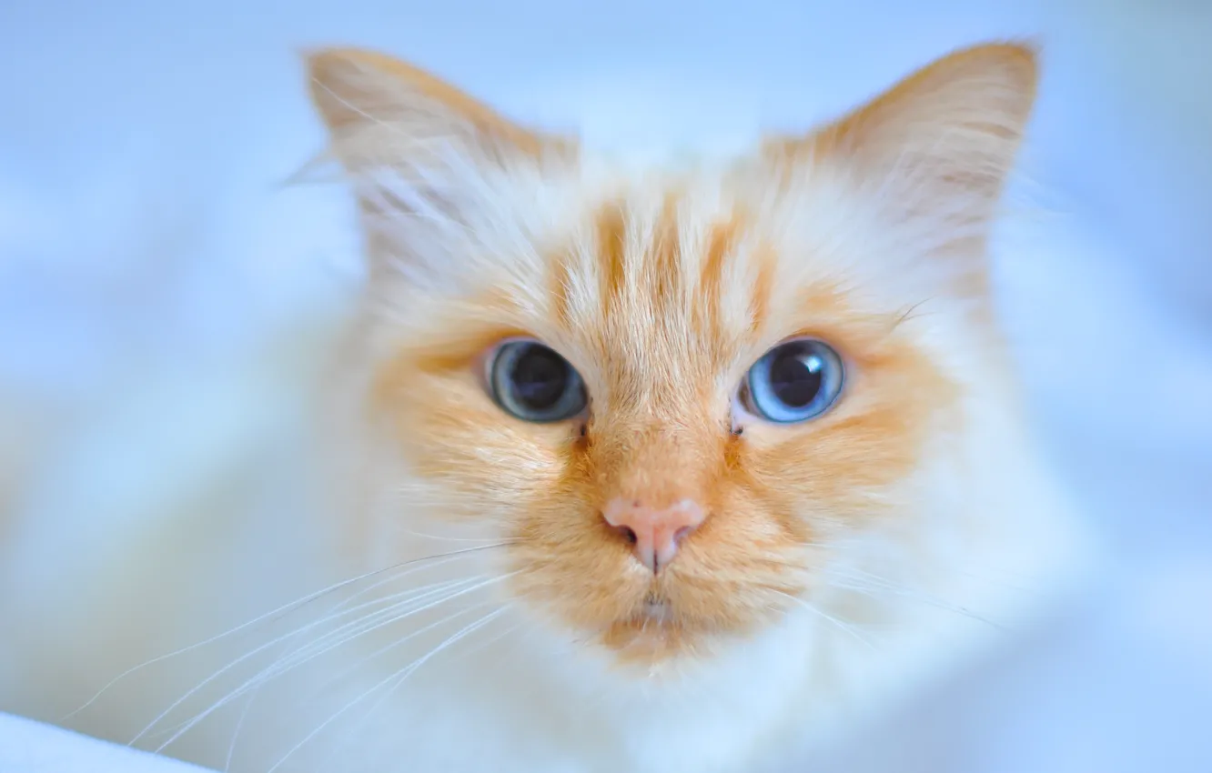 Photo wallpaper cat, cat, look, muzzle, blue eyes