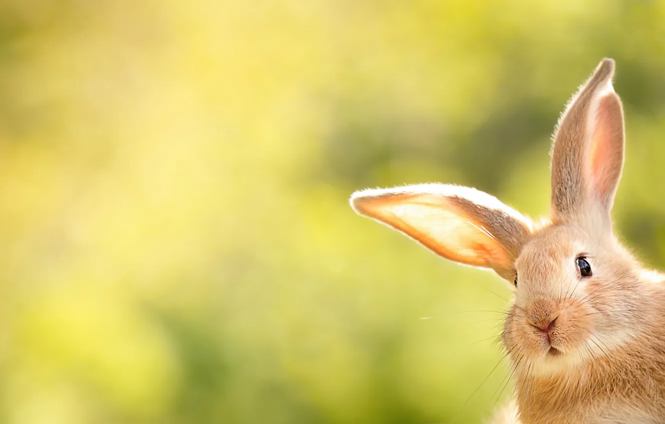Photo wallpaper look, light, rabbit, red, face, Bunny, ears, yellow background