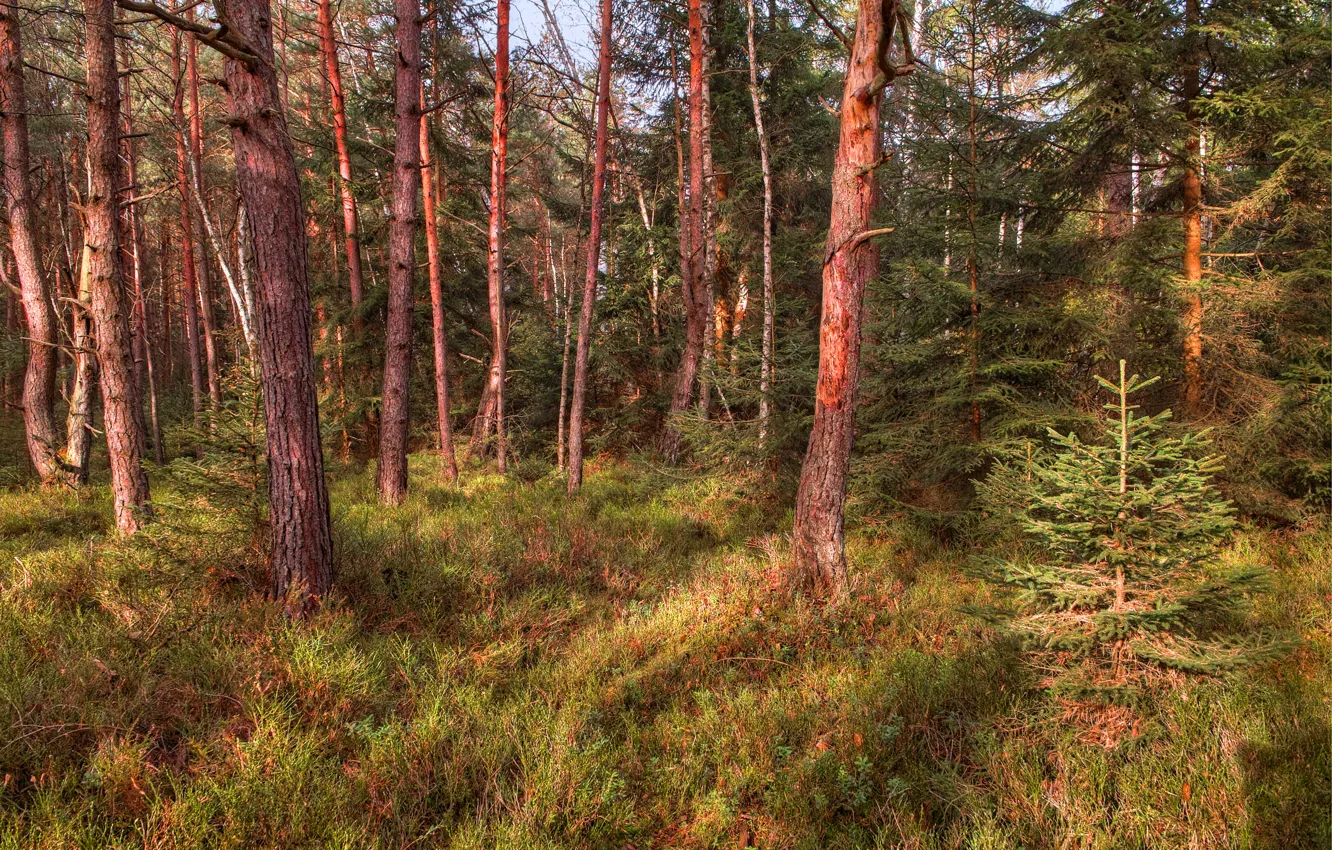 Photo wallpaper forest, trees, spruce, pine
