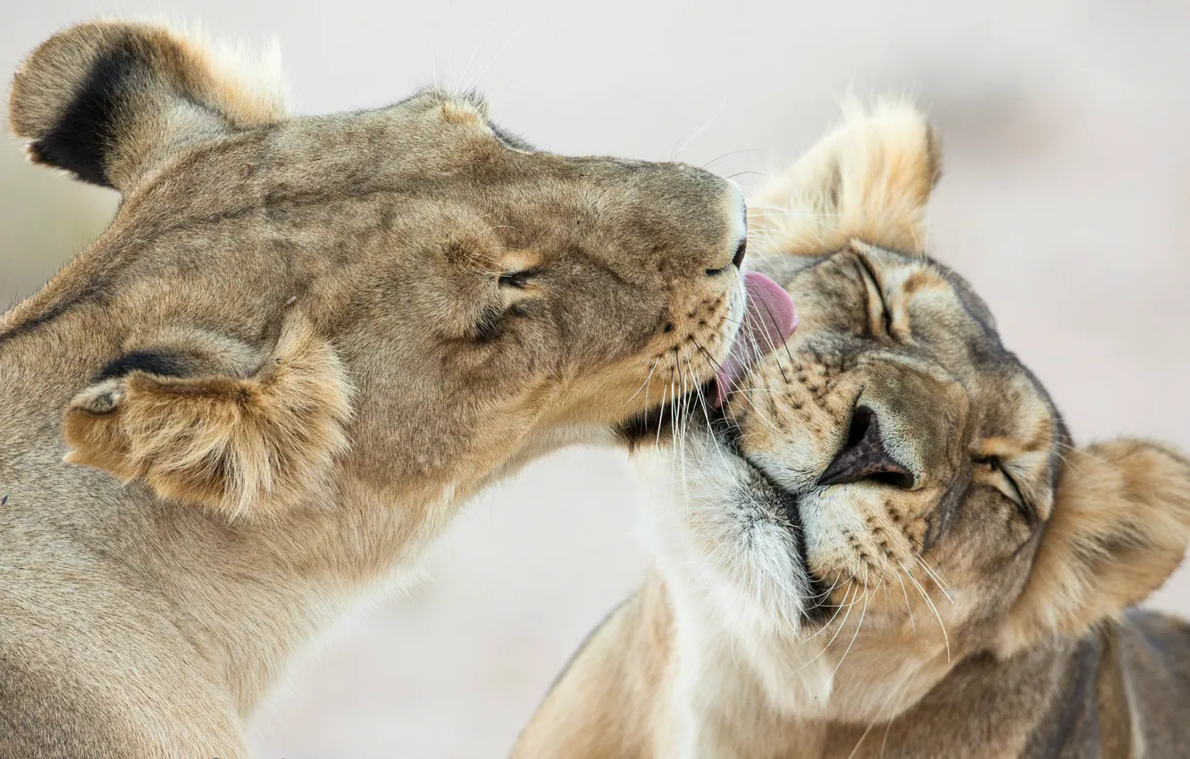 Photo wallpaper tenderness, feelings, Leo, kids, the cubs, licks