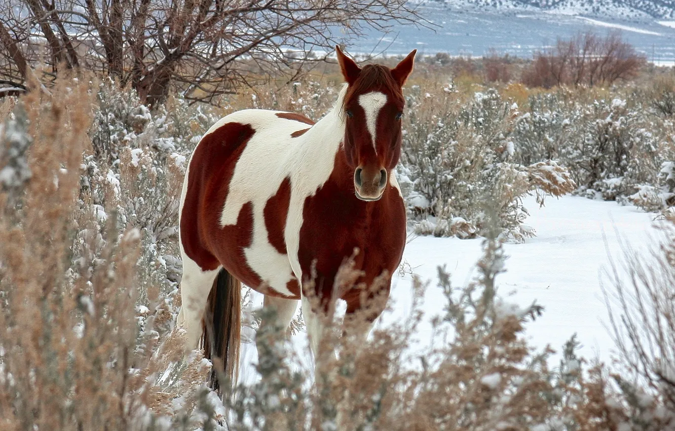 Photo wallpaper winter, nature, horse, horse
