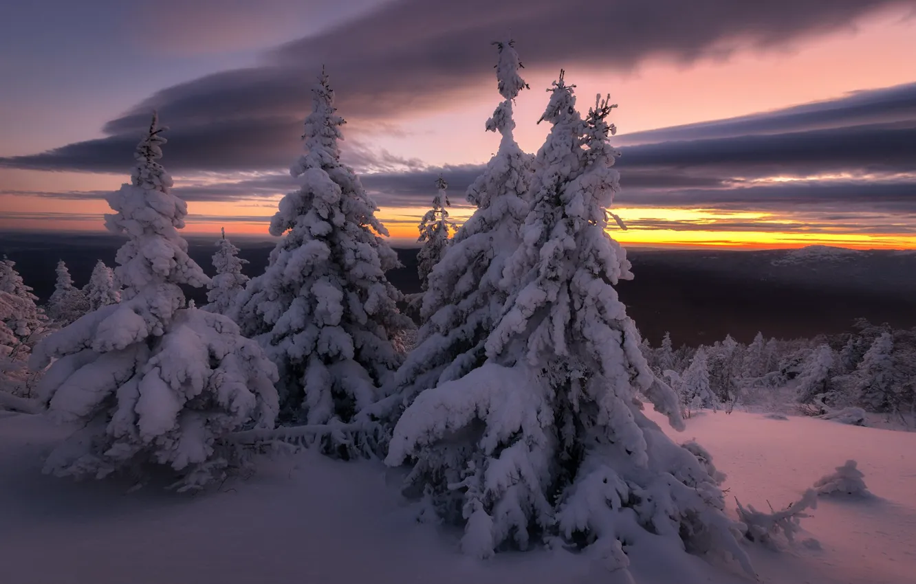 Photo wallpaper winter, snow, trees, nature, the evening, ate, Michael Turkei