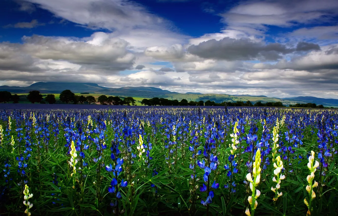 Photo wallpaper greens, field, summer, the sky, leaves, clouds, trees, flowers