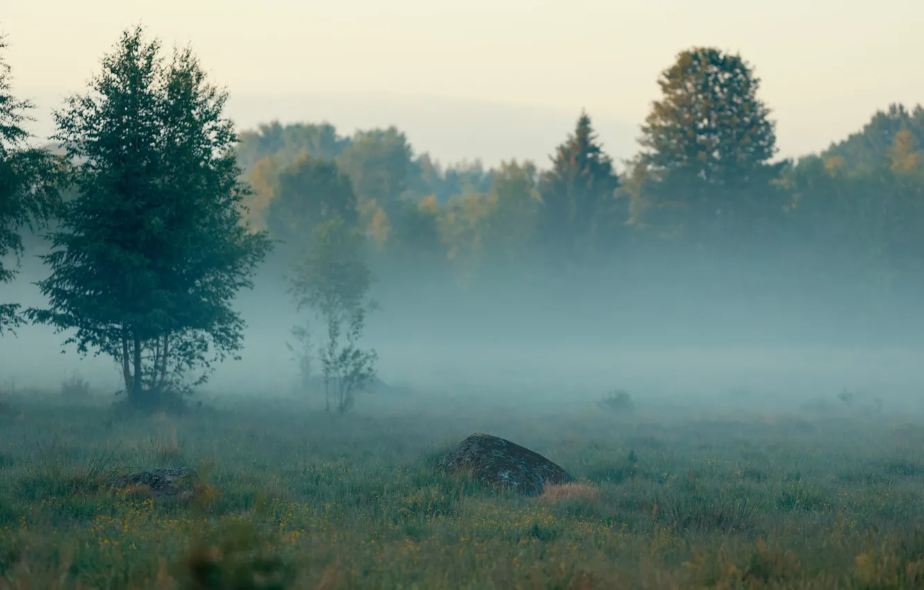 Photo wallpaper forest, summer, trees, nature, fog, Sweden, Sweden
