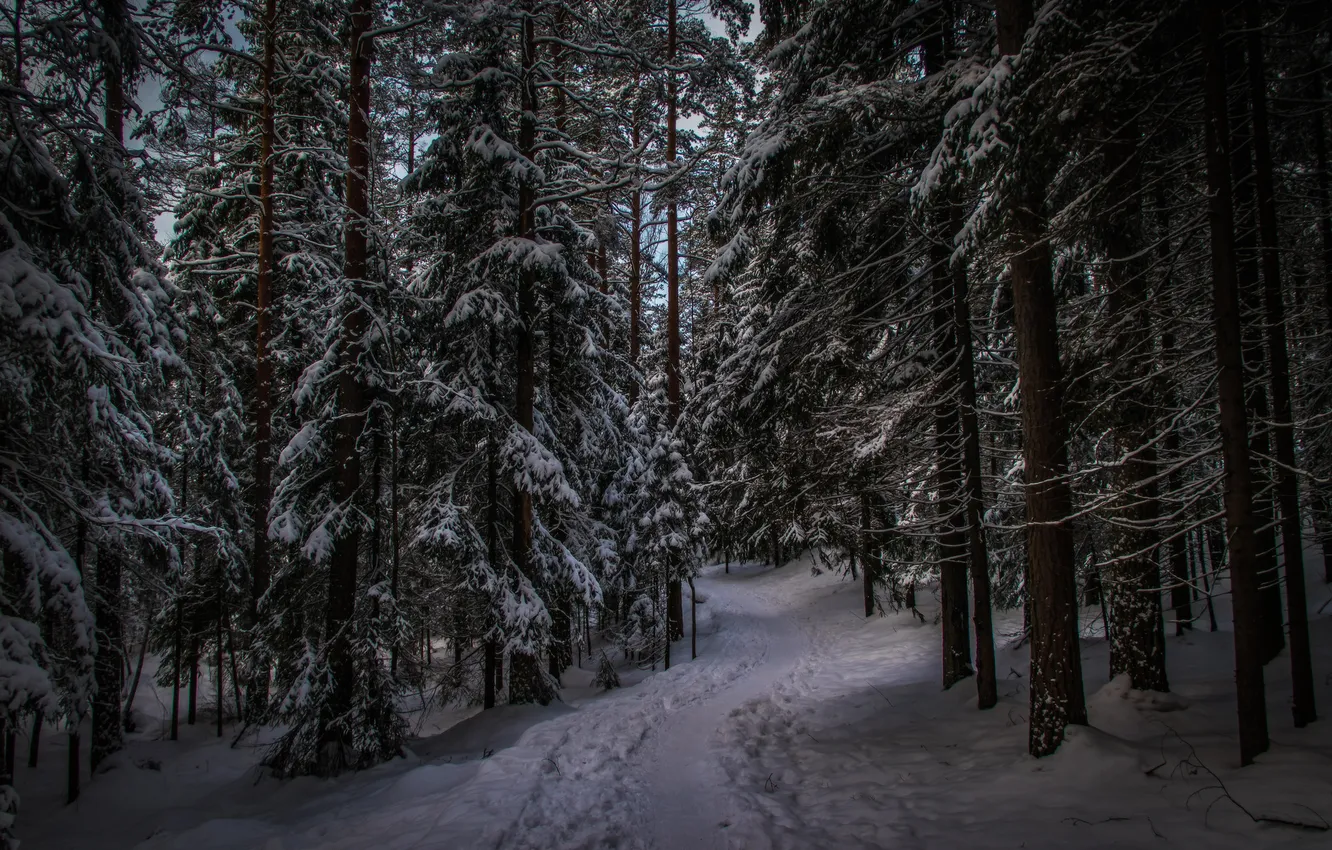 Photo wallpaper winter, forest, nature