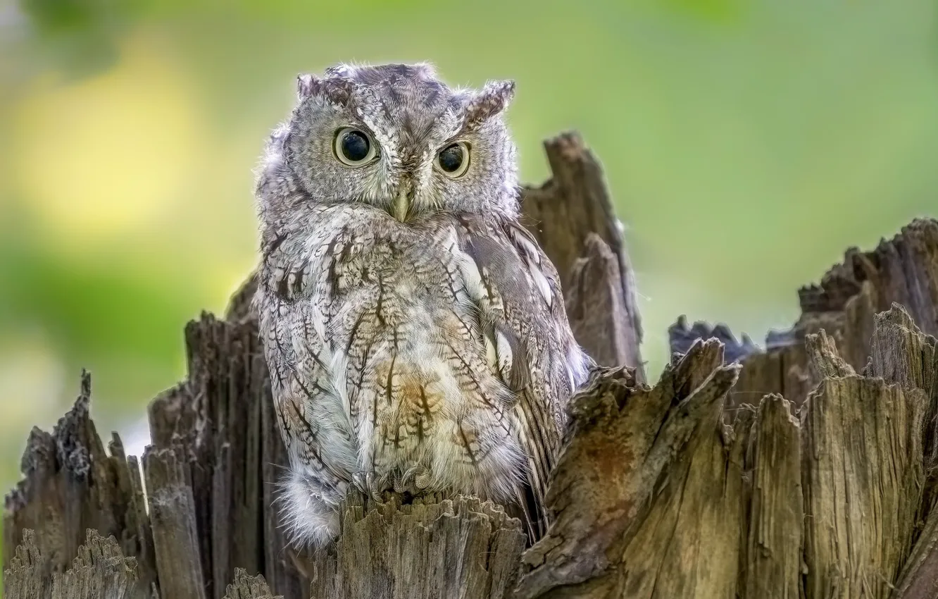 Photo wallpaper owl, bird, North American scoop