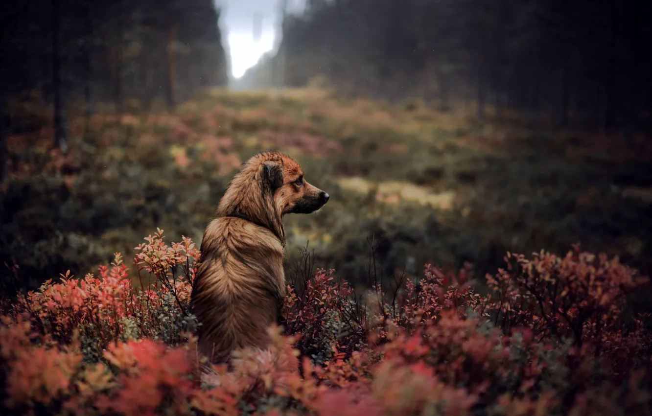 Photo wallpaper autumn, look, each, dog