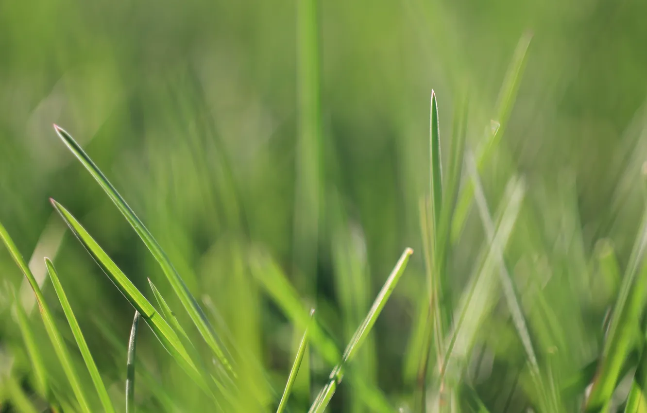 Photo wallpaper greens, grass, macro