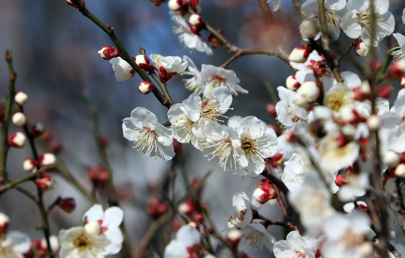 Photo wallpaper branches, nature, spring, flowering, drain