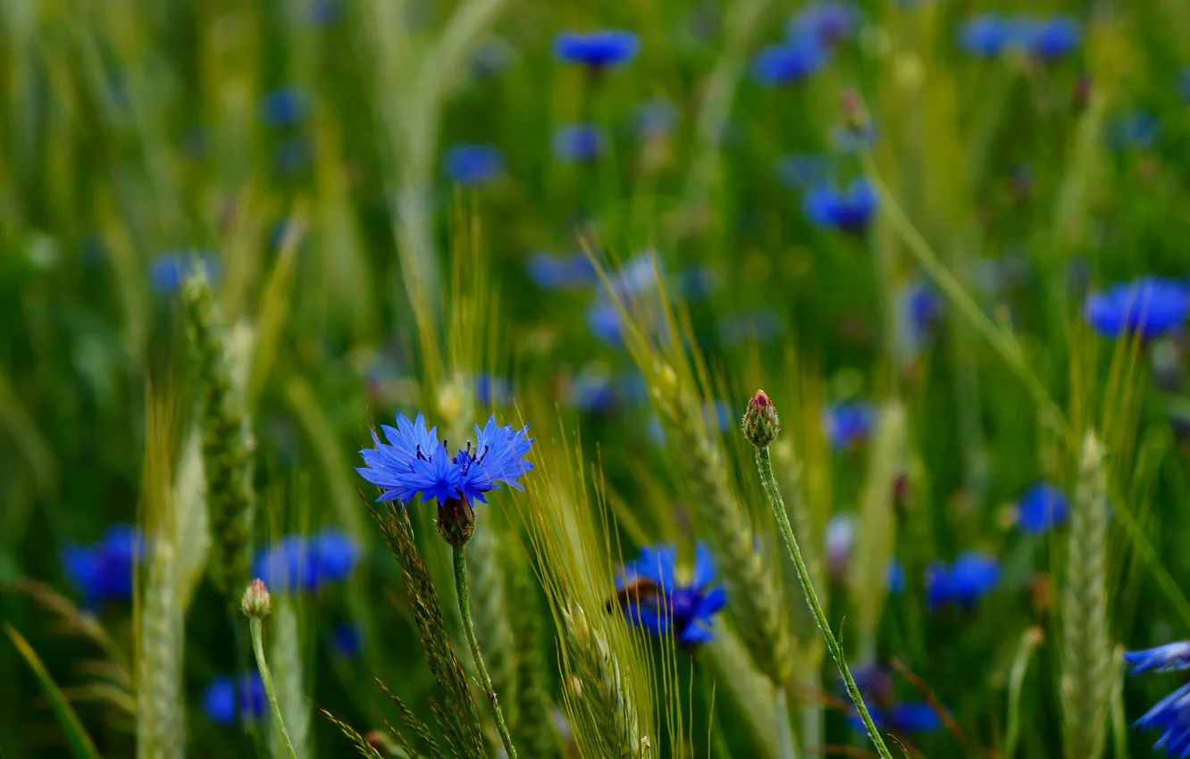 Photo wallpaper flowers, rye, ears, cornflowers
