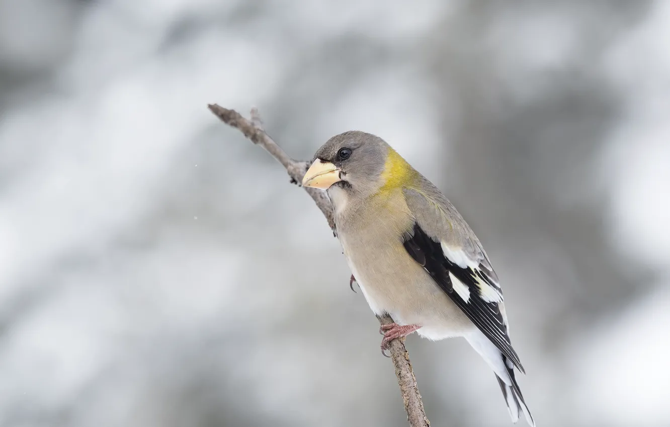 Photo wallpaper branches, bird, beak, American evening Grosbeak