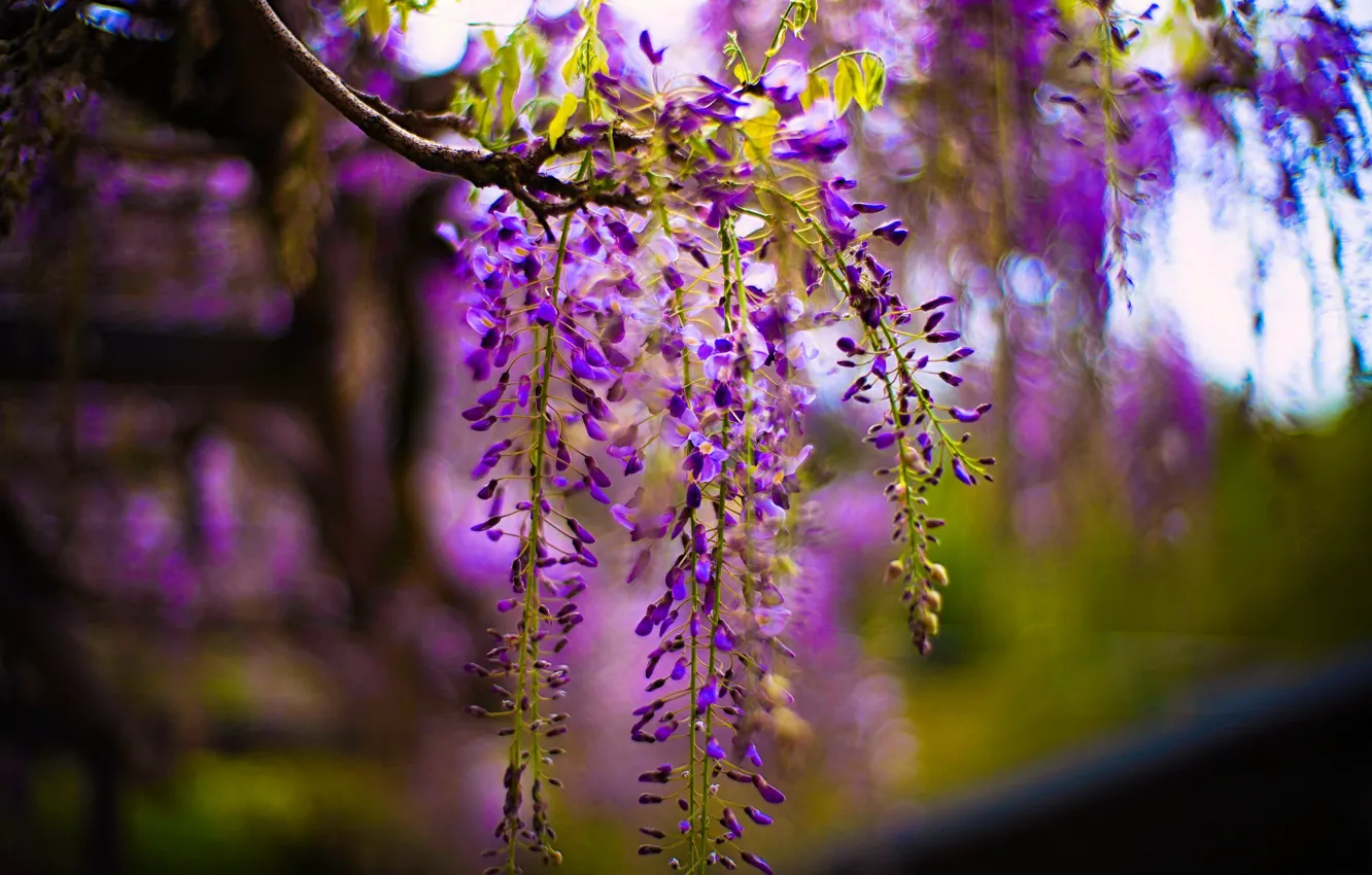 Photo wallpaper flowers, beauty, blur, spring, flowering, lilac, bokeh, Wisteria