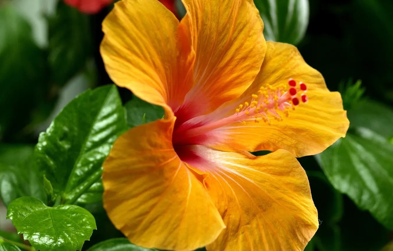 Photo wallpaper macro, yellow, Chinese rose