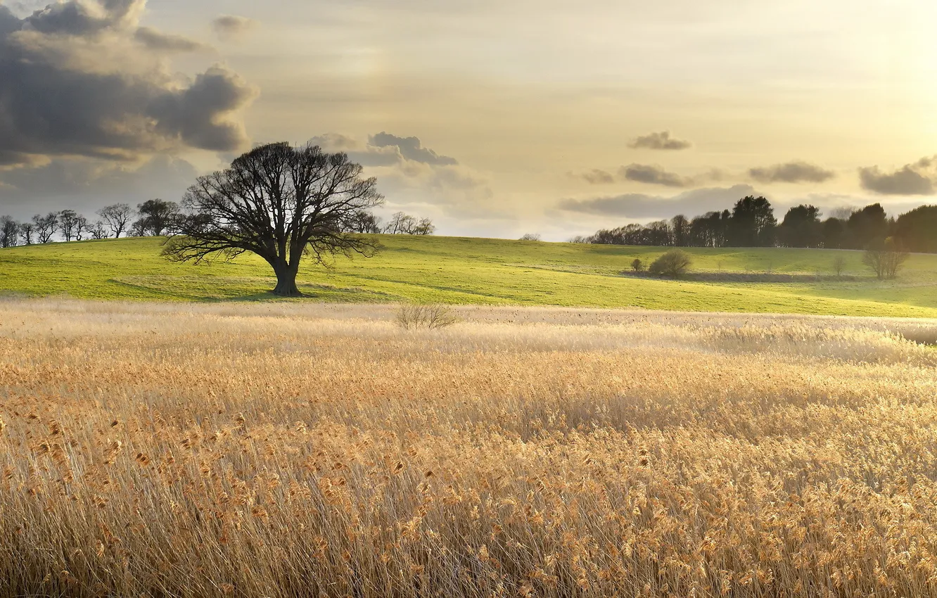 Photo wallpaper field, trees, landscape