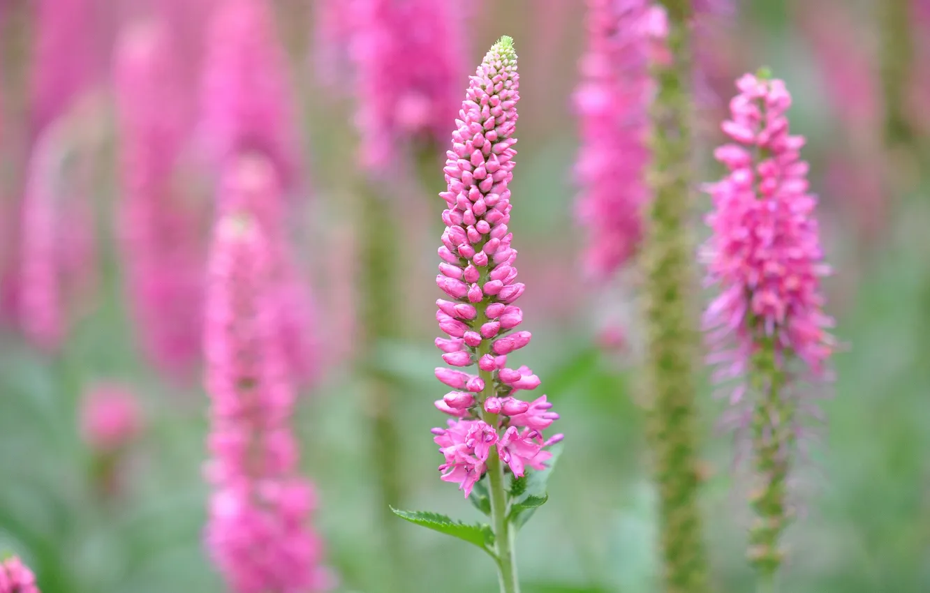 Photo wallpaper field, nature, petals, stem, meadow