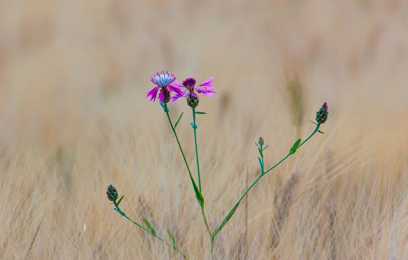 Photo wallpaper field, grass, macro, flowers, meadow