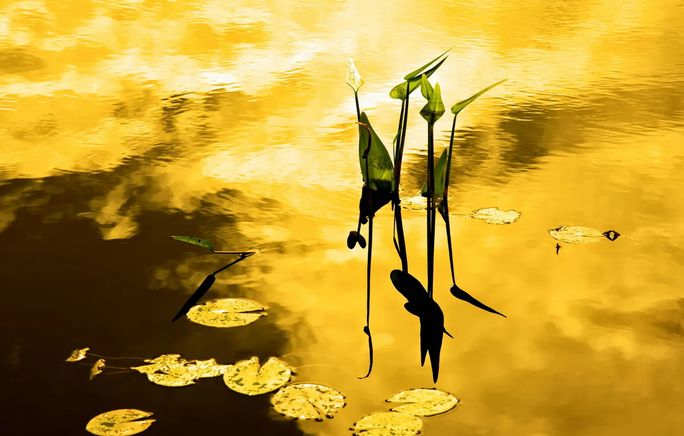 Photo wallpaper nature, color, The sound of silence