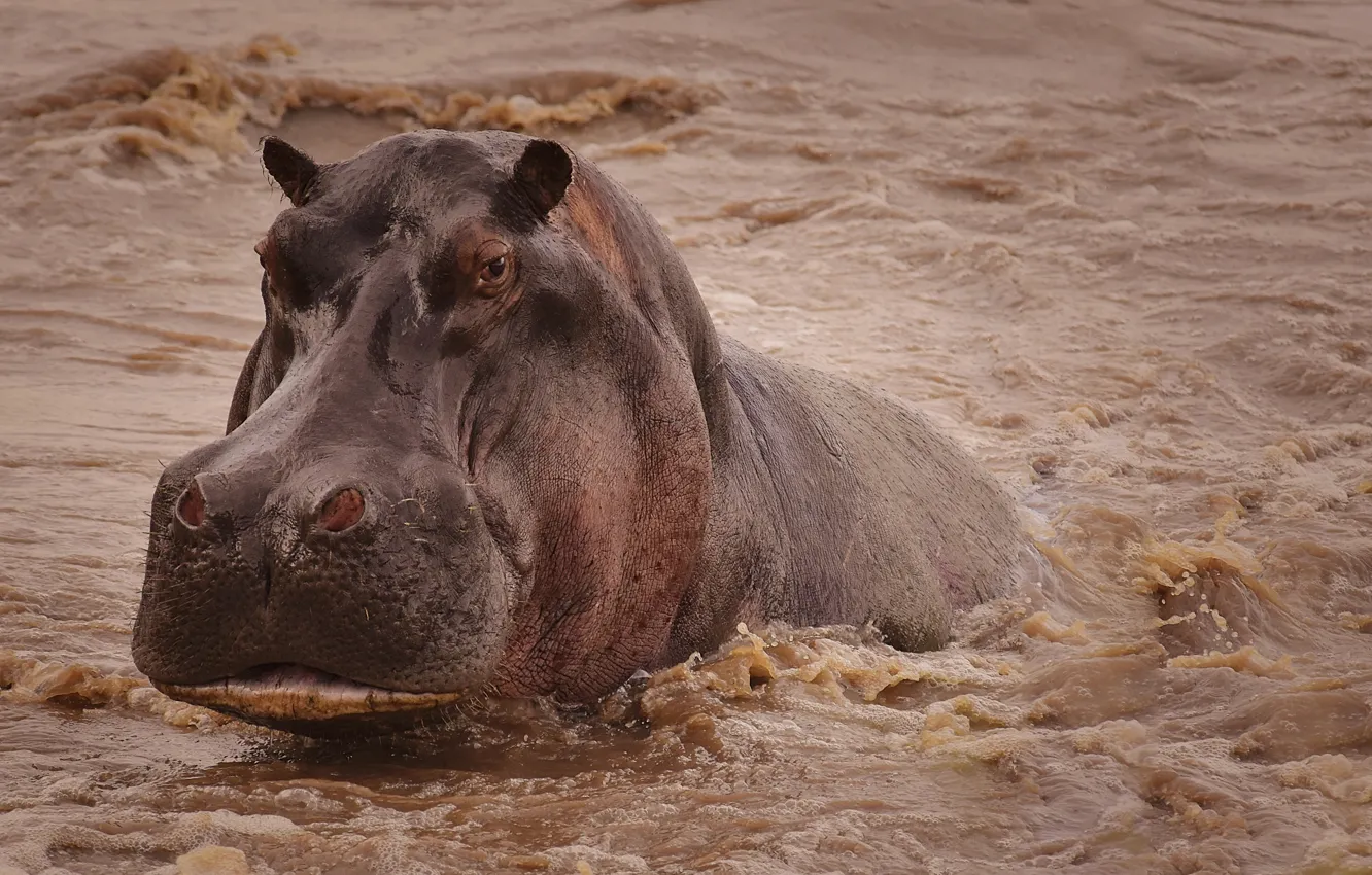 Photo wallpaper face, water, Hippo, Hippo