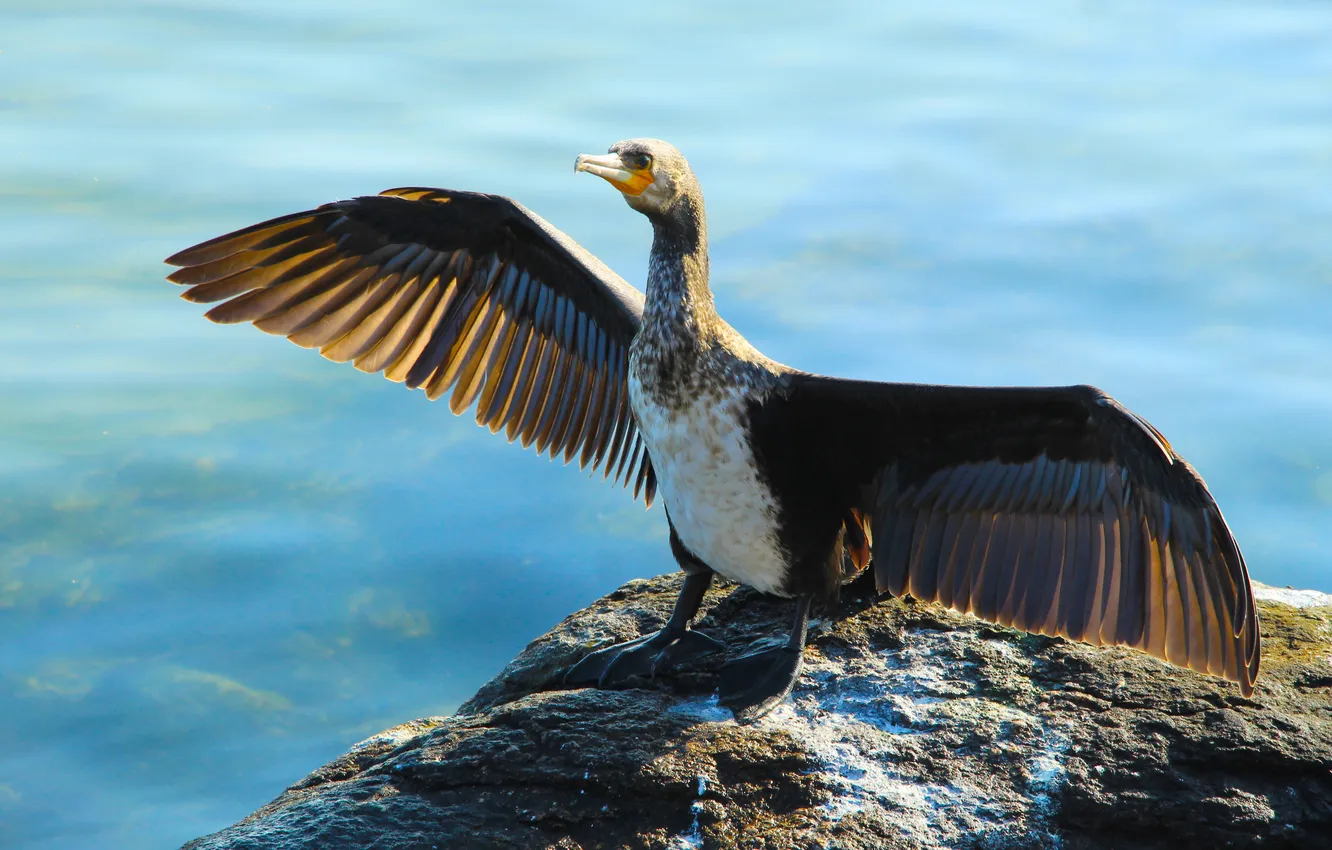 Photo wallpaper stone, bird, wings