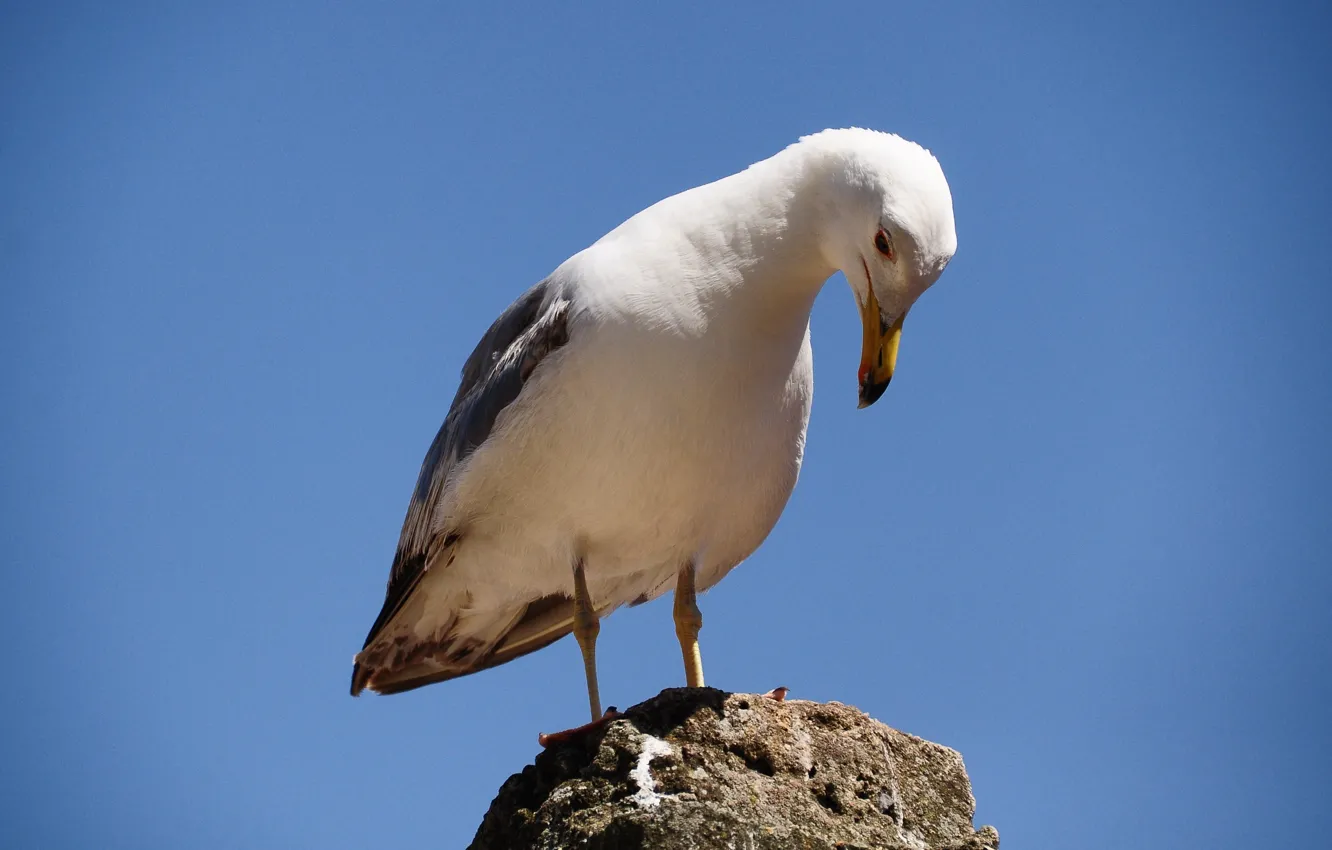 Photo wallpaper Blade heart