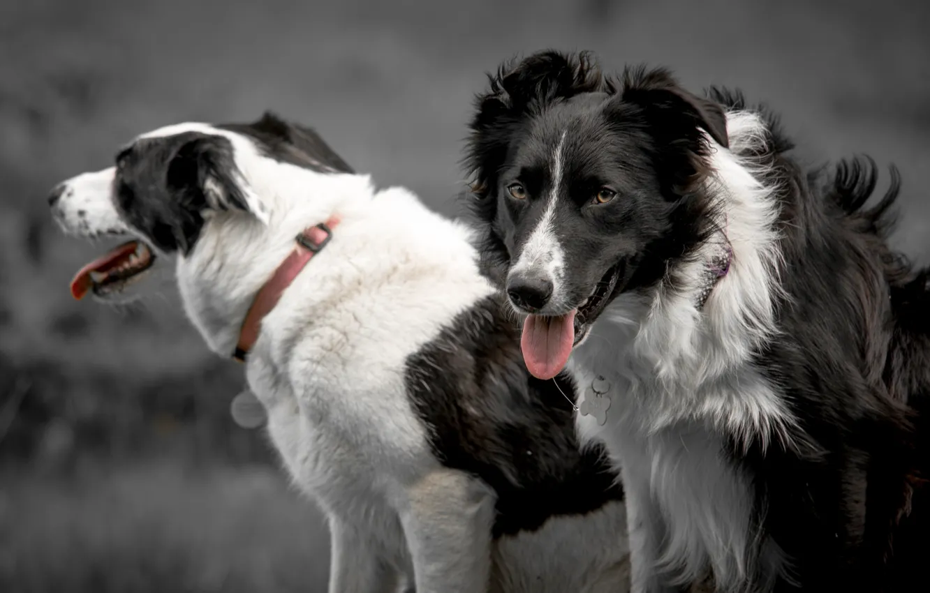Photo wallpaper language, dogs, look, collar, The border collie