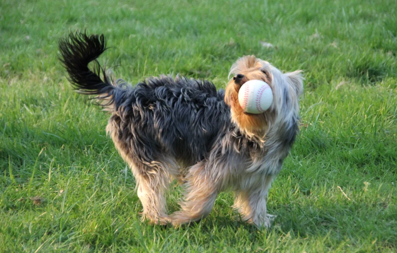 Photo wallpaper field, the ball, York, Dog