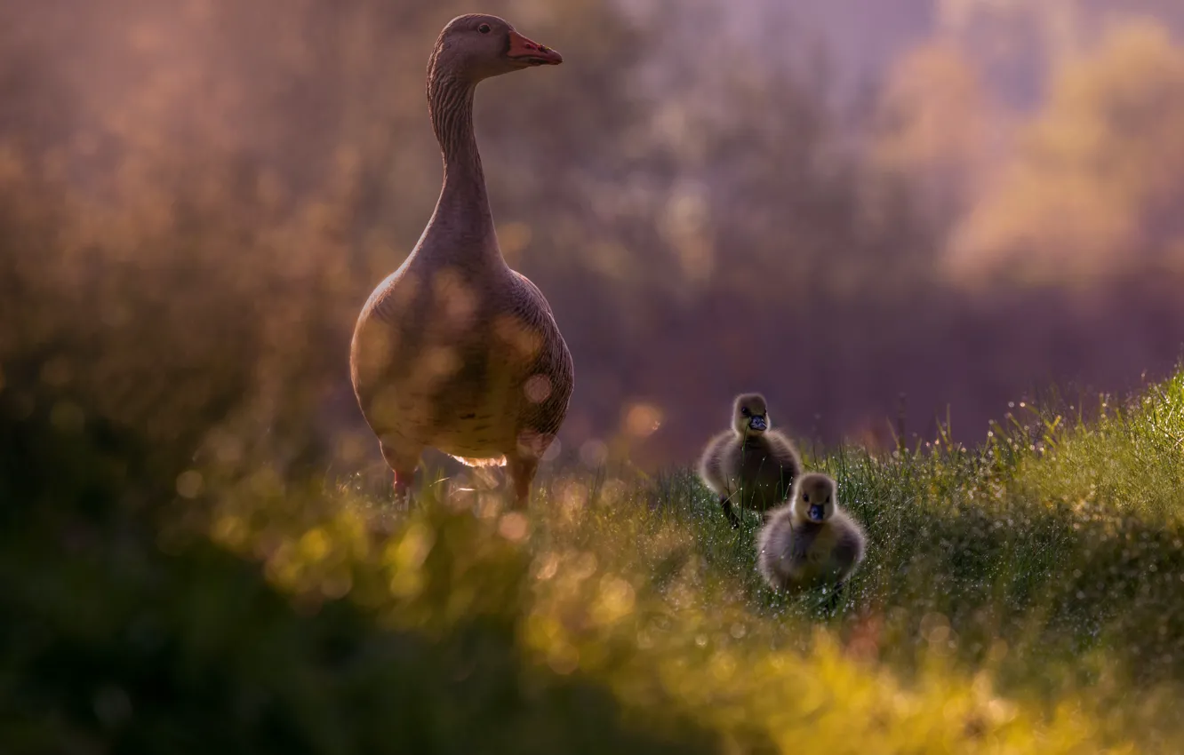 Photo wallpaper grass, Chicks, geese, the goslings, photoart, goose