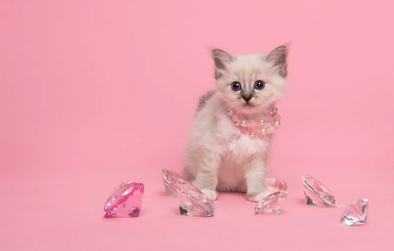 Photo wallpaper cat, white, look, decoration, pose, rhinestones, diamonds, beads