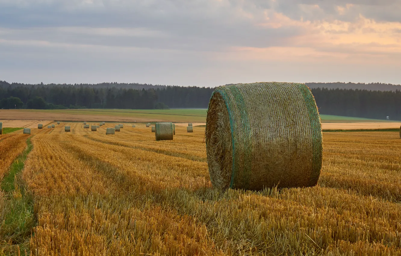 Photo wallpaper hay, stubble, field, forest, the sky, bales, Kip