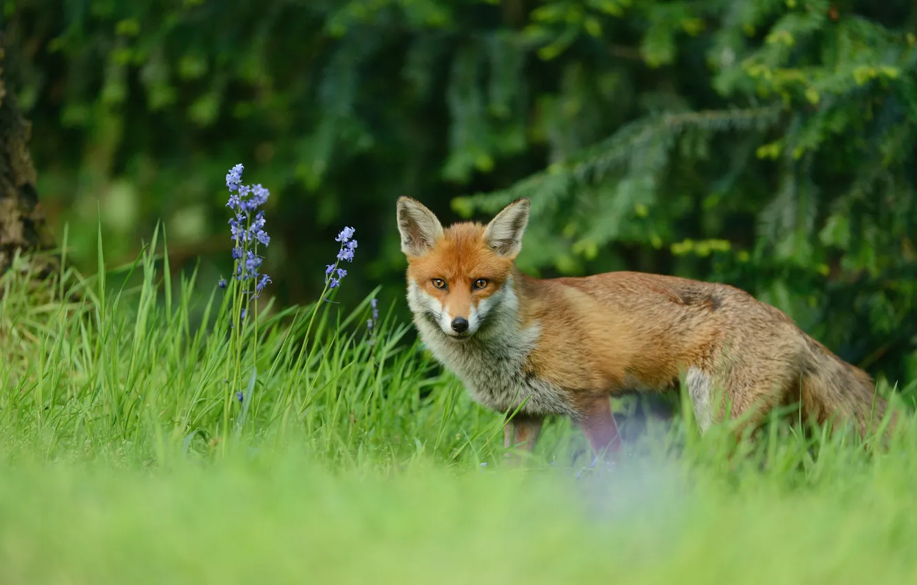 Photo wallpaper forest, grass, look, flowers, glade, Fox, red, walk
